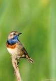 Blauwborst - Willy Vandersteegen